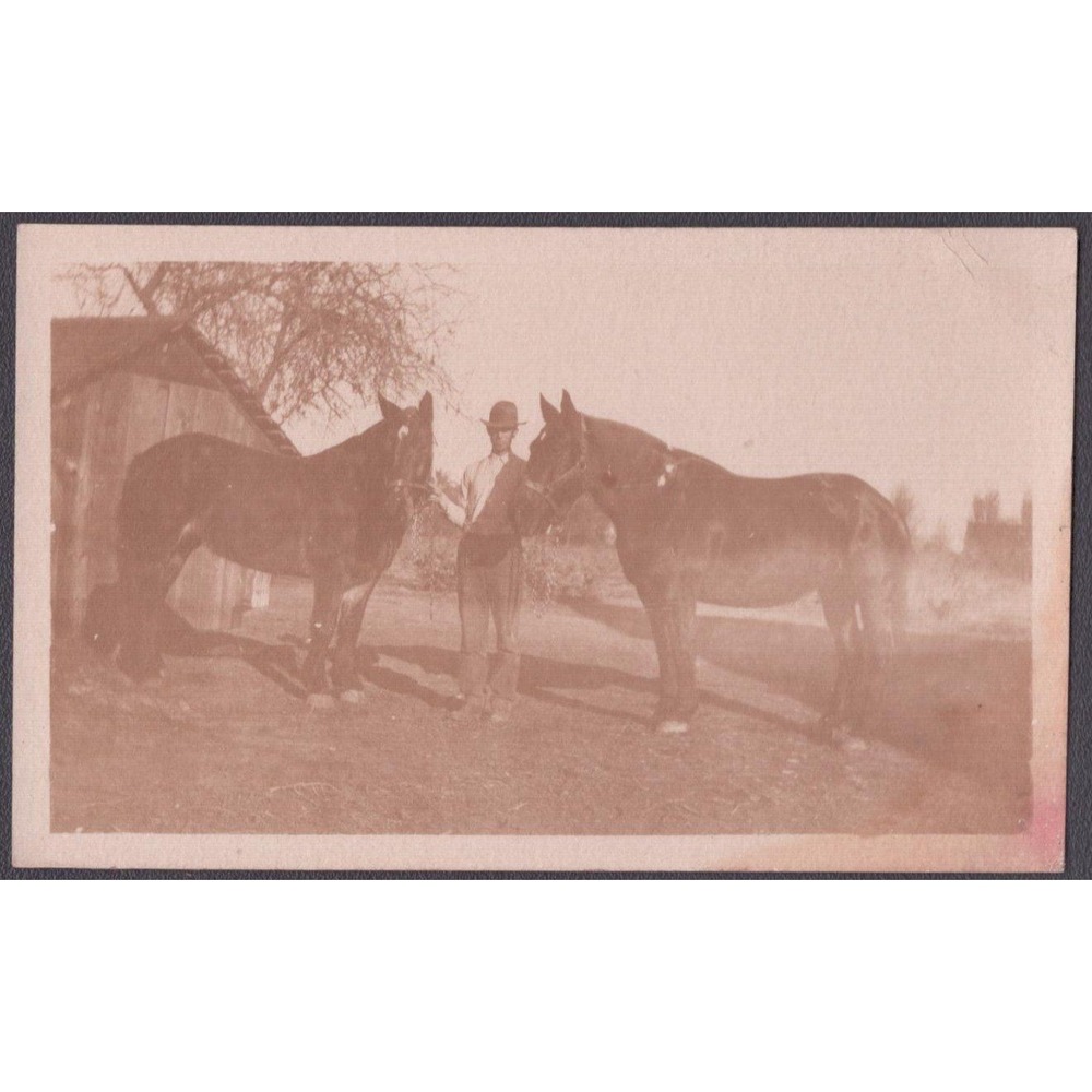 Antique Real Photo Farmer w/ Two Draft Horses Occupational c1900s-10s